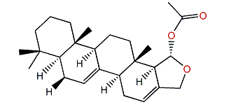 Mooloolabene E